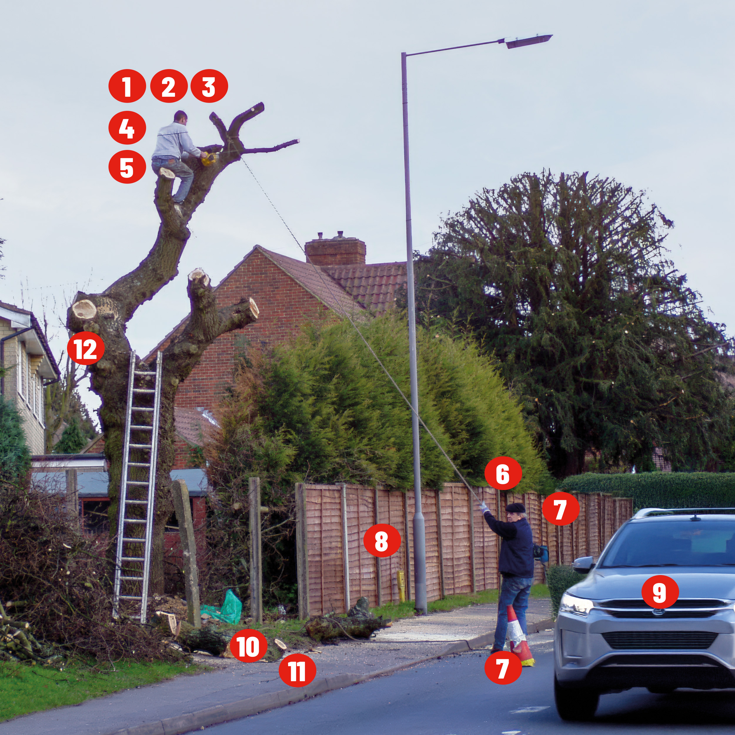 Beware where you are at risk with rogue tree surgeons